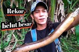 Mancing Belut Yang Besar Sekali