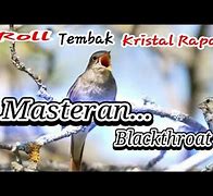 Suara Blackthroat Ngerol Panjang Mp3